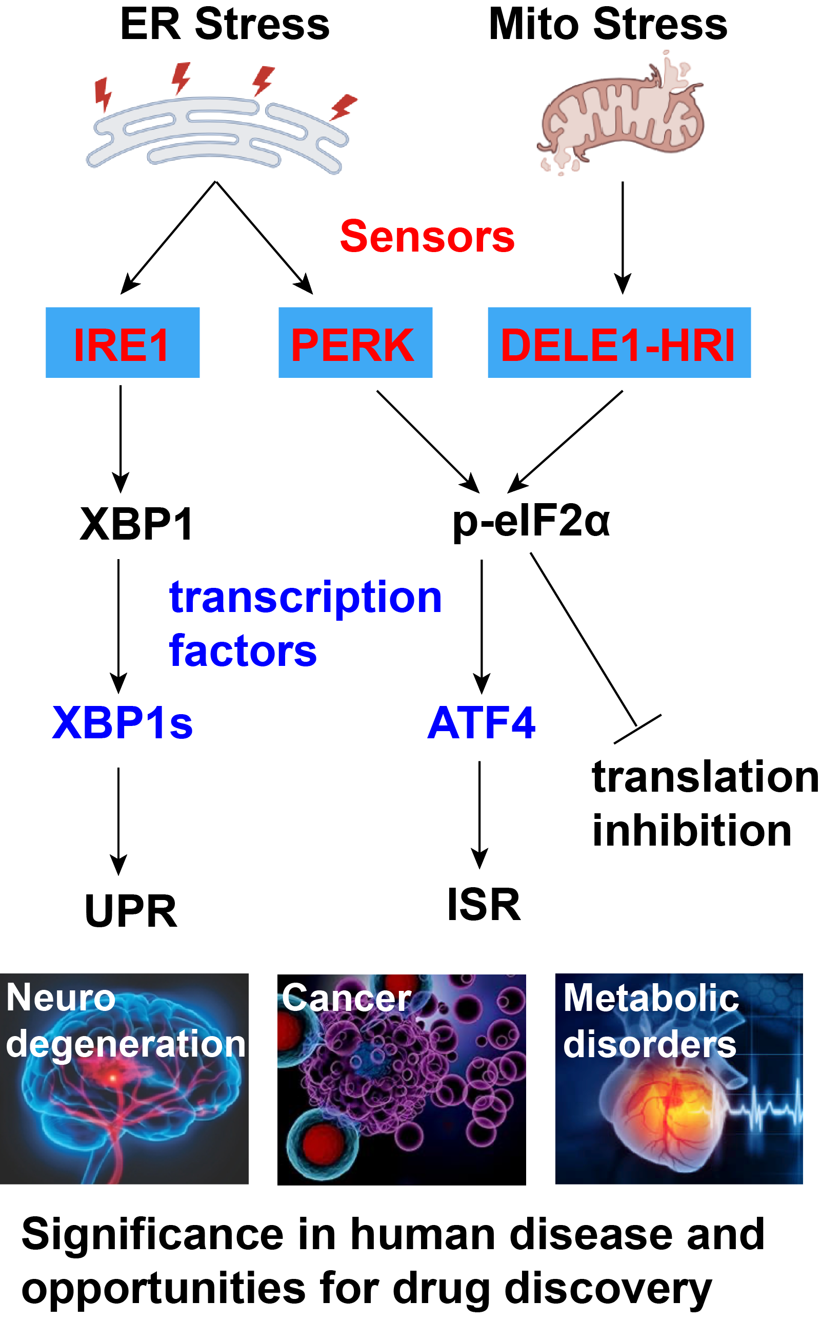 diagram of signaling pathway